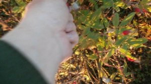 В тундре 04.09.2025 91