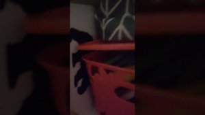 1000001017.mp4