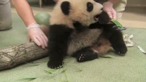 Смешные животные