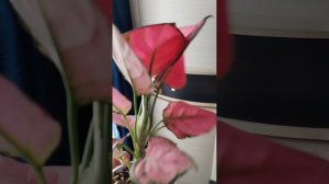 Небольшой обзор моих аглаонем.