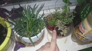 16-2022 Много всего! Нужен совет. Моя альтернатива __ Elena Pero