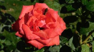 17=09=2025 КРАСНОДАР ПАРК ГАЛИЦКОГО. (51)