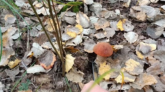 Прогулялся по грибы. смотреть онлайн