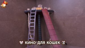 Видео для кошек про крысок развлекать питомцев 🐭🐀😂 (320)