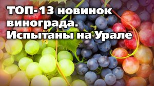 Новые сорта винограда. Лучше, слаще, урожайнее