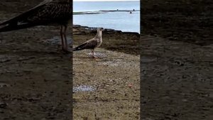 Рождённым в СССР