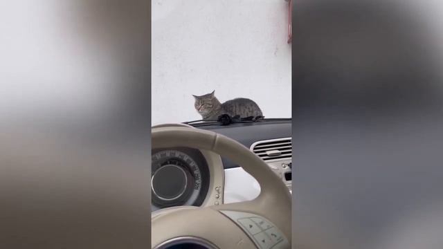 Смешные животные, часть 36