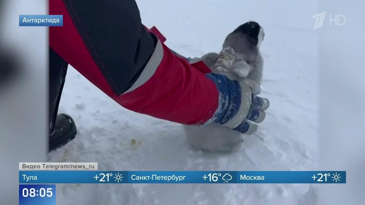 Российские полярники спасли птенца императорского пингвина в Антарктиде: видео