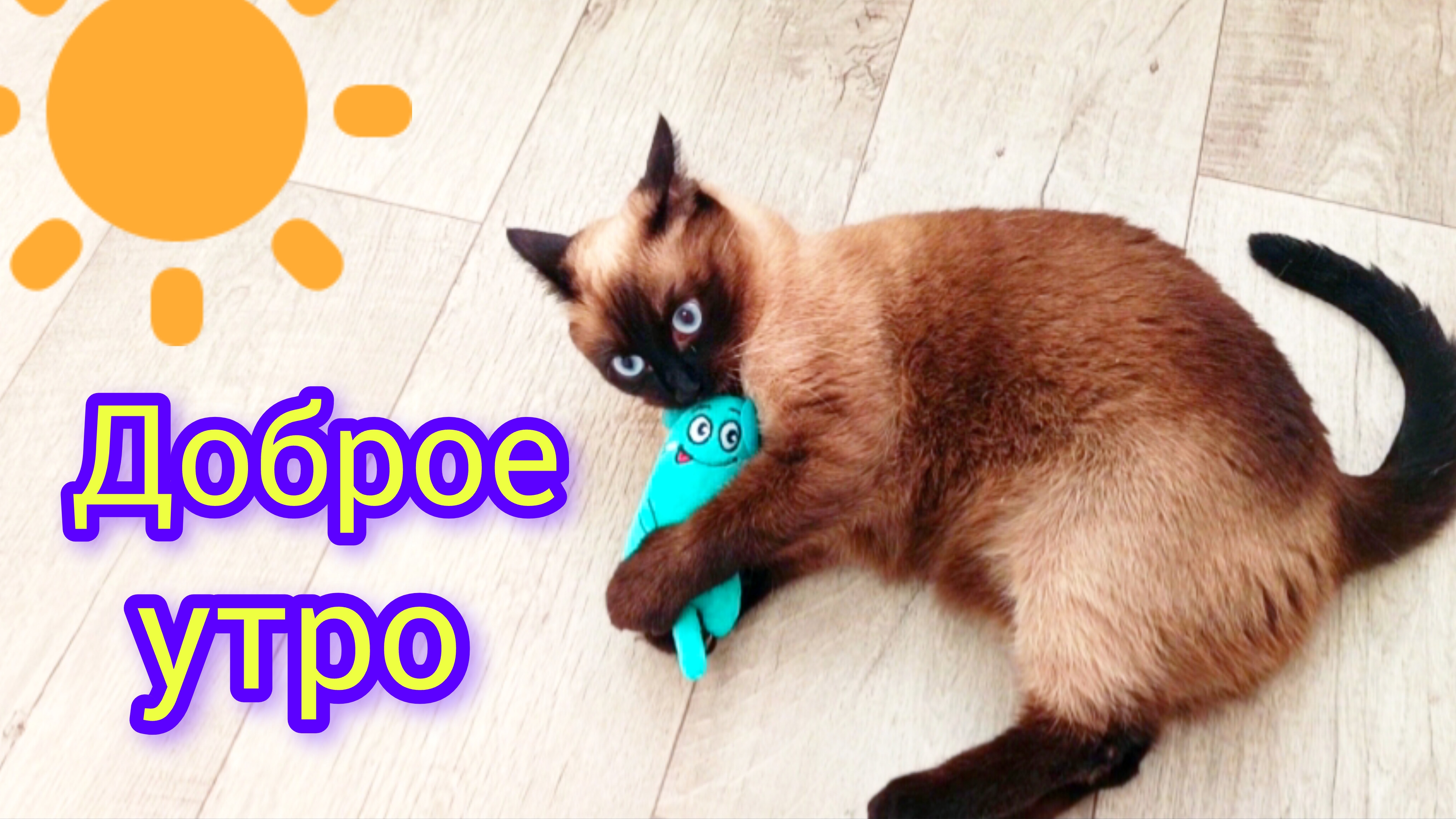 ☀️Доброе🐱утро🐭17-09-2025 #смешныекоты #кошка Ладушка