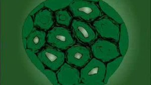 Механическая ткань