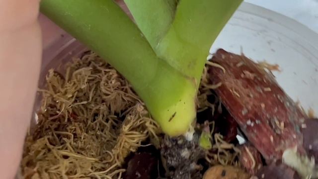 Как избавится от гнили на орхидее?!