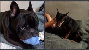 Будни питомника. Наши гости.