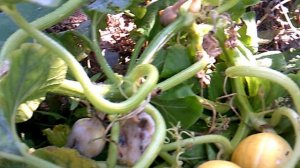 Обзор: "Тыква сорта "Улыбка" засыхать не собирается"