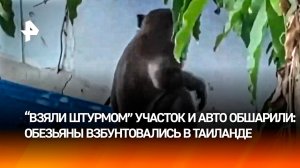 Жуткий обезьяний рейд: сотни приматов "взяли штурмом" полицейский участок в Таиланде