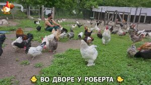 Содержание кур в домашних условиях и других птиц во дворе у Роберта 🐣🐤🦆🐔🪿🦃 (243)
