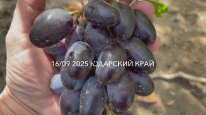 Виноград Лара Загорулько В.В .17.09.25 год, Новороссийск.