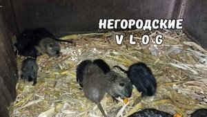 Принесла НУТРИЯМ тыкву, а меня ждёт СЮРПРИЗ! 11.09.25