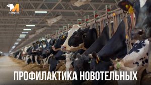 Профилактика новотельных с М-комплекс
