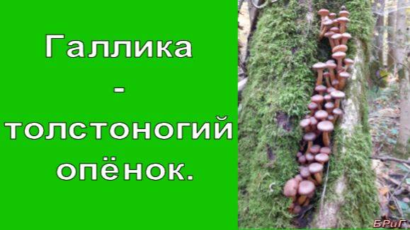 Галлика - толстоногий опенок. смотреть онлайн