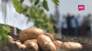 Картофельный стартап. Агрокурьер