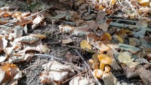 Грибная тихая пора,
зовёт, влечет лесное царство!...