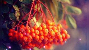 Стихи для души. Б. Ахмадулина. Прощание.