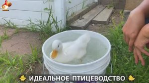 Идеальное птицеводство достойно восхищения 🐓🦆🦢🦚🦃🐔 эпизод (343)