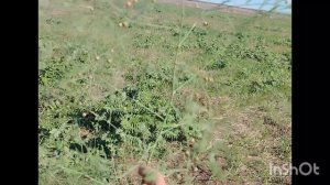 Всем привет из Сладково!