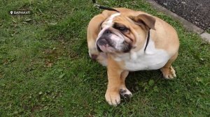 В Барнауле прошла крупная национальная выставка собак