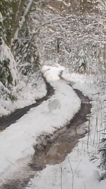 А какие выходные для вас? #мужскаякаморка #охота #shorts смотреть онлайн