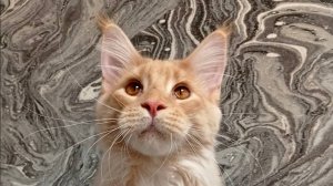 Очаровательный член нашего клуба. Знакомьтесь его зовут КрИстал.