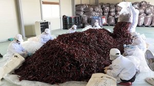 Острая лапша с красным перцем (Чжампонг) на корейской фабрике