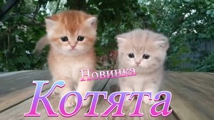 😹 Слишком странные котята