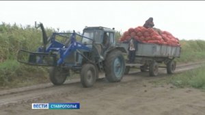 Ставропольские аграрии формируют овощные запасы на зиму