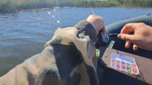Этой рыбы в траве у берега очень много. Каждый заброс результативен.