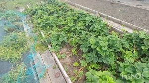 В лес за грибами,заготовки продолжаются.