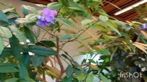 Оранжерейный комплекс в Царицыне.