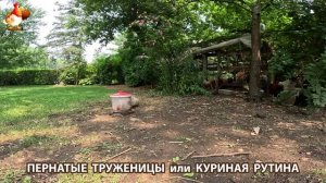 Куры несушки свободного выгула и их обычная куриная рутина – эпизод (712)