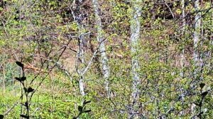 Чупакабра 🐒