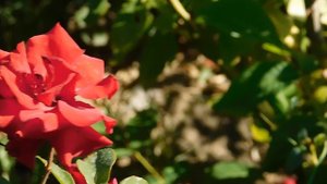 15=09=2025  ник   (30)