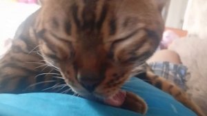 Бенгальский релакс