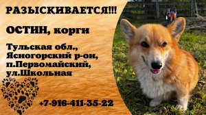 Пропала собака! ОСТИН. Корги. Тульская обл,  Ясногорский р-н, п. Первомайский