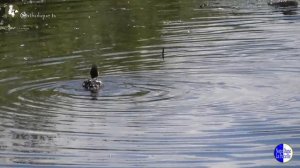 NDLP - Sub túum præsídium Ave María