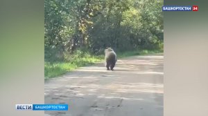 Медведя заметили на дороге в Иглинском районе Башкортостана