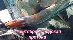 7 сентября Городская протока