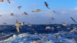 Медитация Mercedes_Bahleda-Ave_Maria