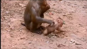 Да, перепады настроения  у макаки Либби  непредсказуемы... 1000033545.mp4