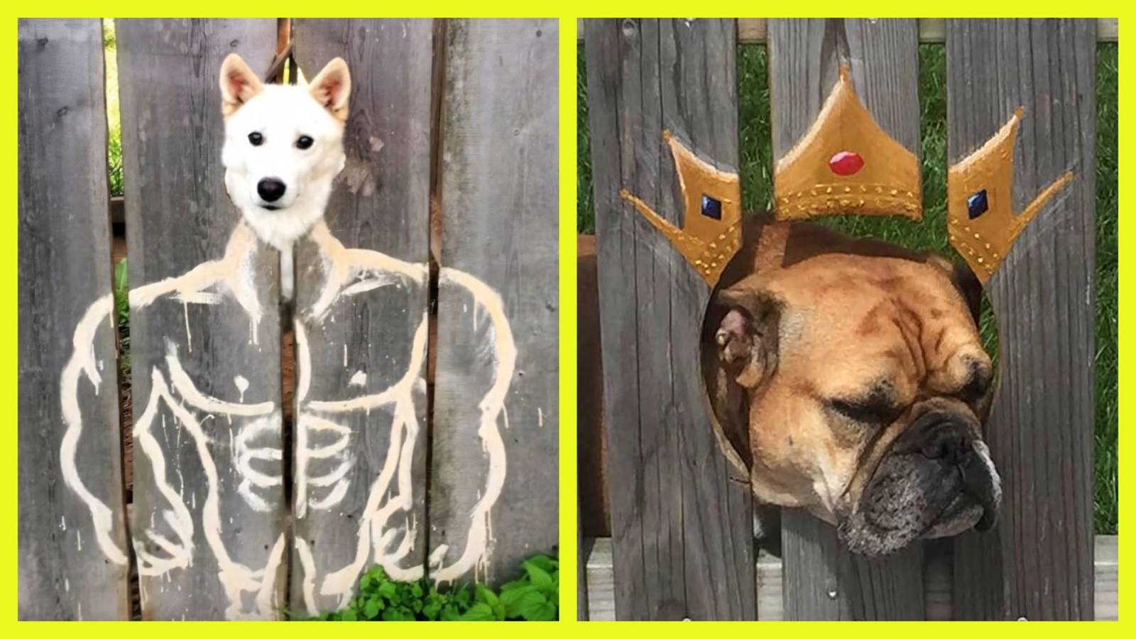 Дырки в заборе для глаз и носа – личный собачий телеканал 📺🐶