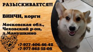 Пропала собака! ВИНЧИ, корги. Московская обл., Чеховский р-н, д.Манушкино.