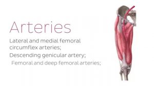 Нейроваскуляризация бедра